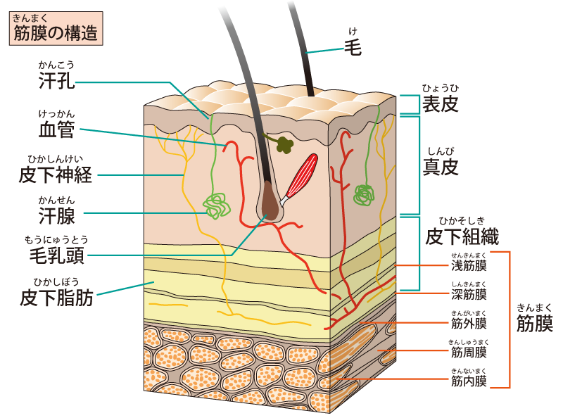 筋膜の構造